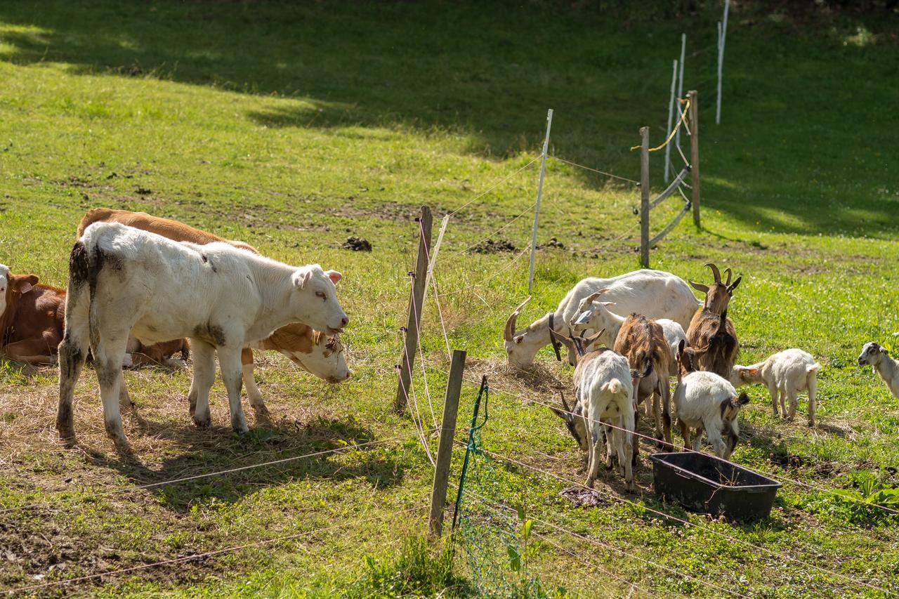 Statek U Rajmunda Zemedelska Farma Villa Velké Karlovice Esterno foto