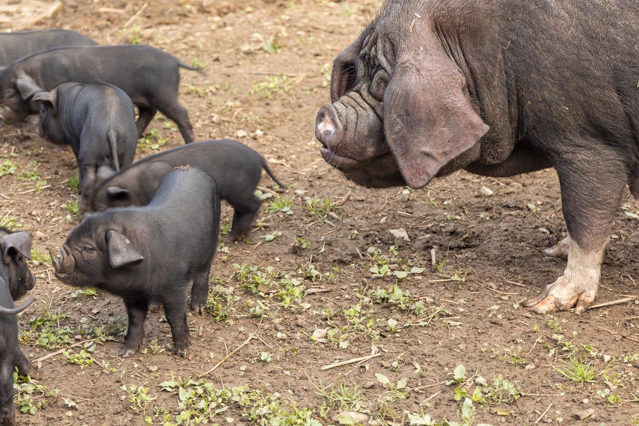 Statek U Rajmunda Zemedelska Farma Villa Velké Karlovice Esterno foto