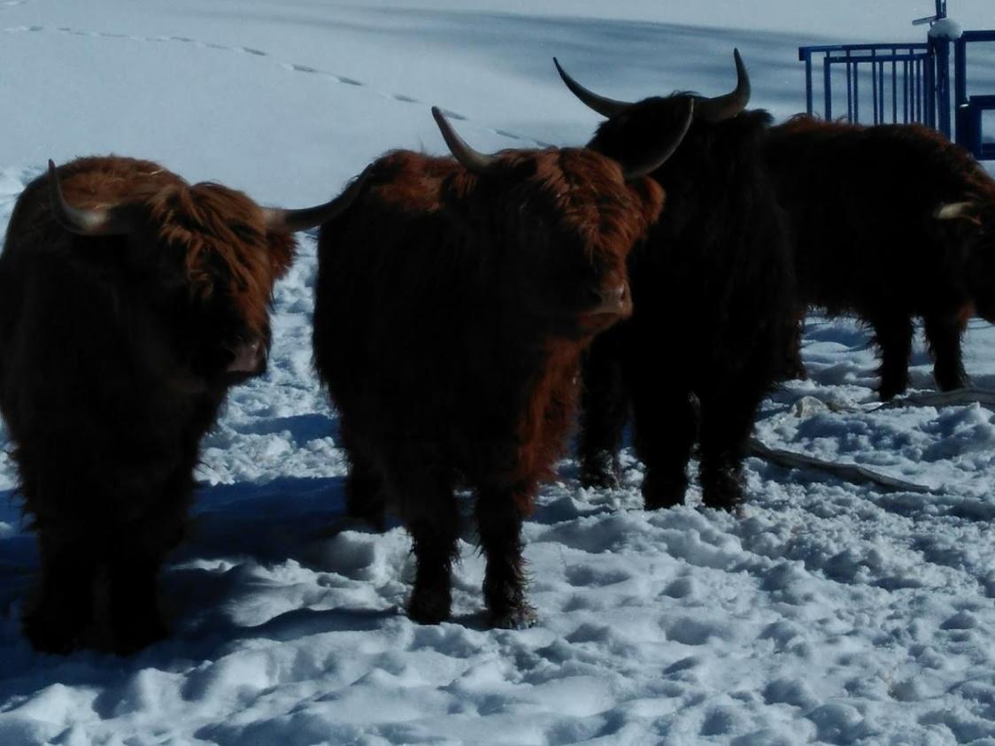 Statek U Rajmunda Zemedelska Farma Villa Velké Karlovice Esterno foto